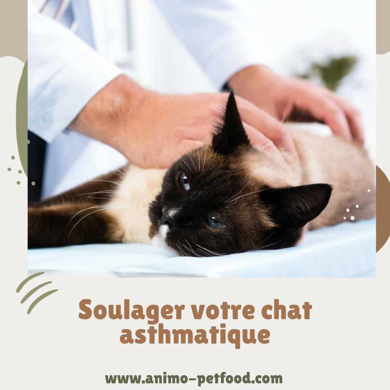 soulager-chat-asthmatique